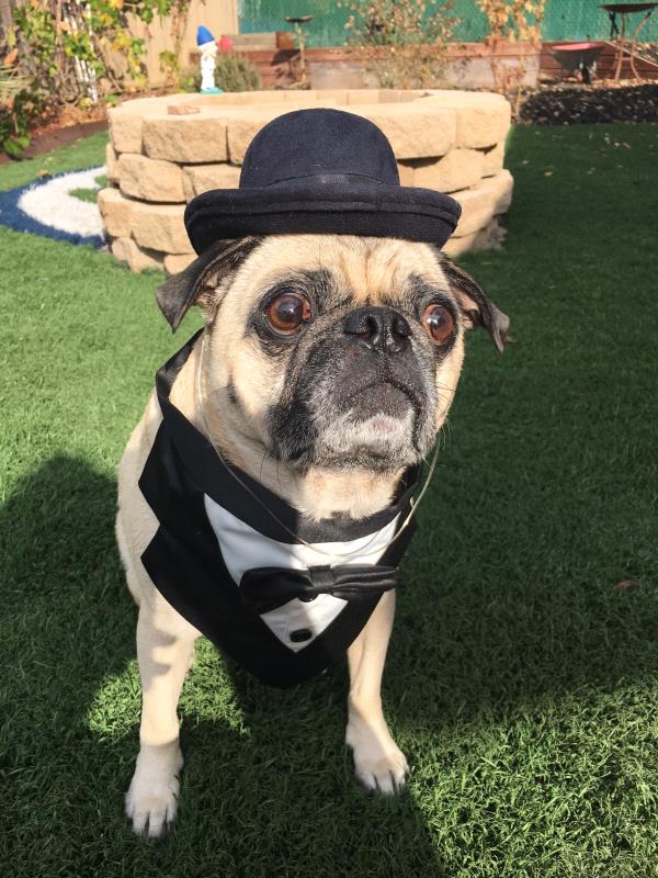 /Images/uploads/PUG NATION RESCUE OF LOS ANGELES/pugnationcalendar/entries/2333thumb.jpg